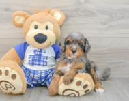 8 week old Mini Bernedoodle Puppy For Sale - Pilesgrove Pups