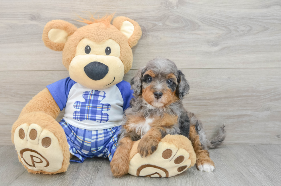 5 week old Mini Bernedoodle Puppy For Sale - Pilesgrove Pups