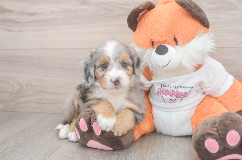 5 week old Mini Bernedoodle Puppy For Sale - Pilesgrove Pups