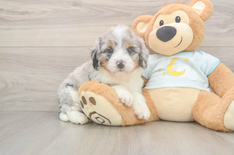 5 week old Mini Bernedoodle Puppy For Sale - Pilesgrove Pups