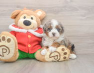 5 week old Mini Bernedoodle Puppy For Sale - Pilesgrove Pups