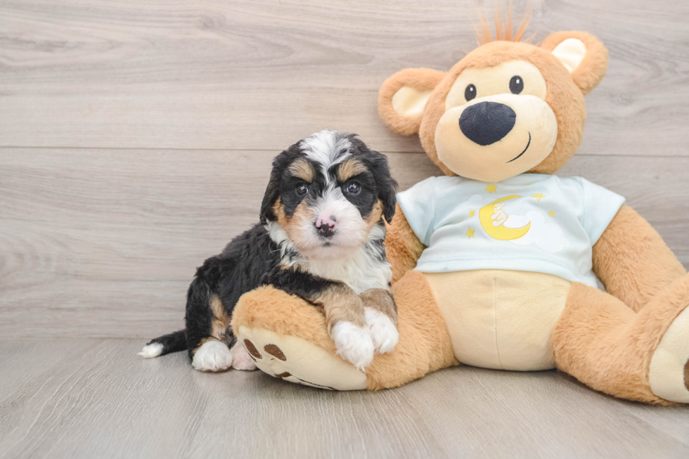 Petite Mini Bernedoodle Poodle Mix Pup
