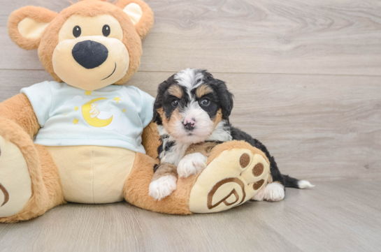 Little Bernadoodle Poodle Mix Puppy