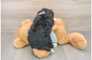 Mini Bernedoodle Pup Being Cute