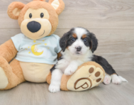 8 week old Mini Bernedoodle Puppy For Sale - Pilesgrove Pups
