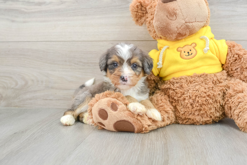 Best Mini Bernedoodle Baby