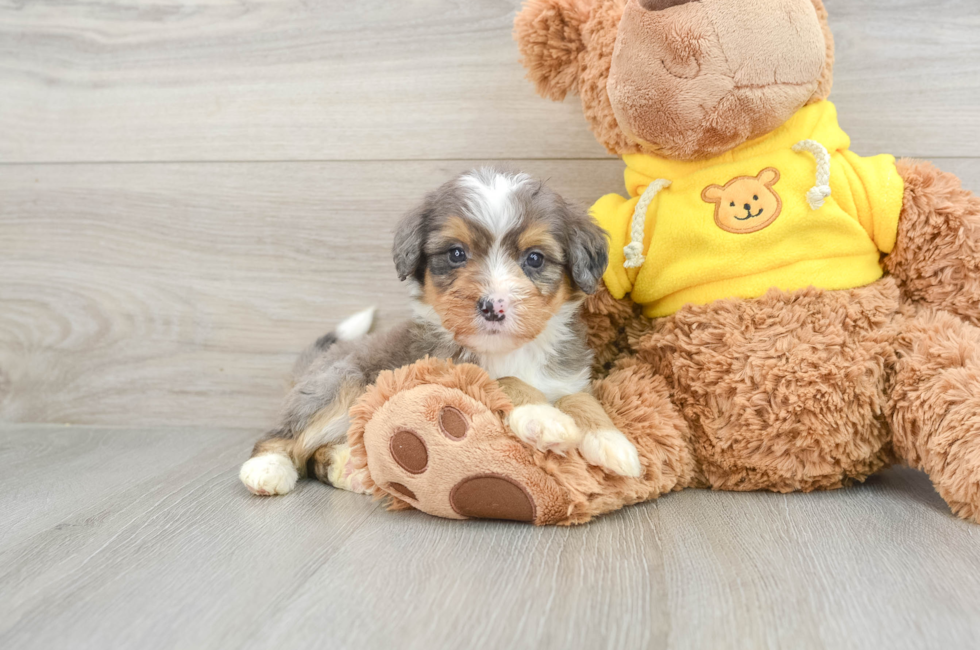 7 week old Mini Bernedoodle Puppy For Sale - Pilesgrove Pups