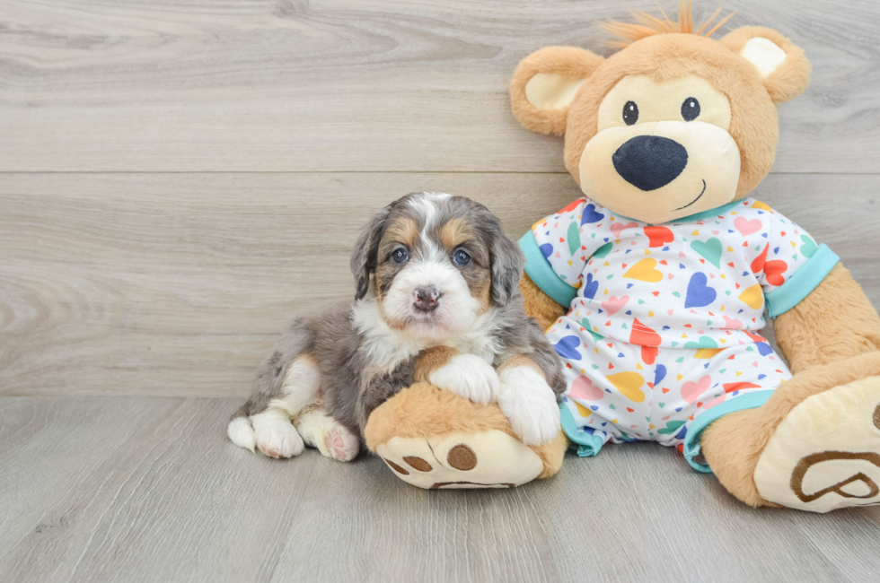 6 week old Mini Bernedoodle Puppy For Sale - Pilesgrove Pups