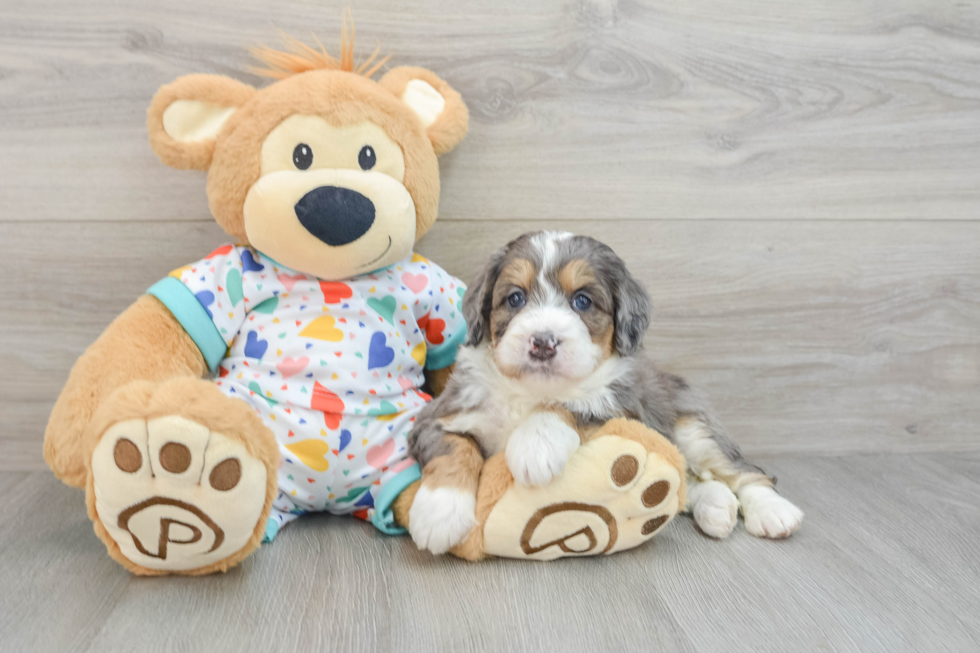 Little Mini Bernepoo Poodle Mix Puppy