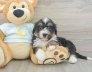 7 week old Mini Bernedoodle Puppy For Sale - Pilesgrove Pups