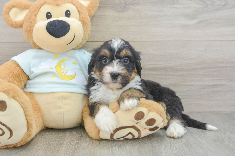 6 week old Mini Bernedoodle Puppy For Sale - Pilesgrove Pups