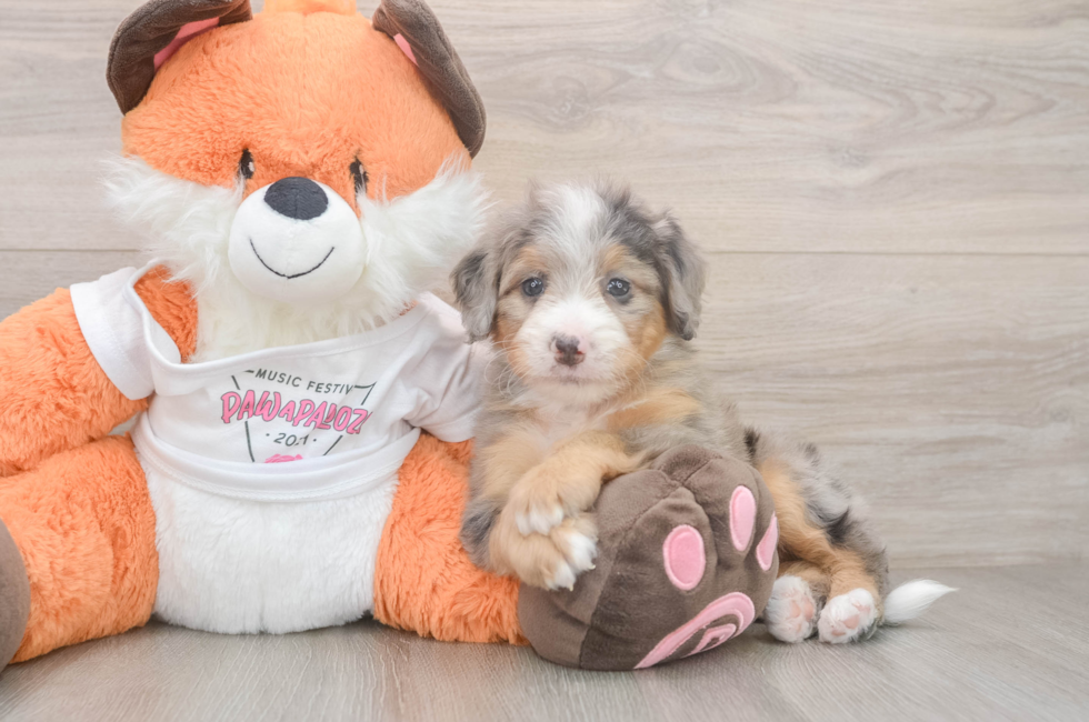 5 week old Mini Bernedoodle Puppy For Sale - Pilesgrove Pups