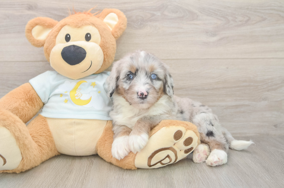 5 week old Mini Bernedoodle Puppy For Sale - Pilesgrove Pups