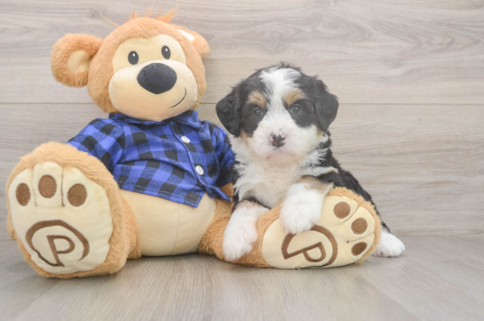 6 week old Mini Bernedoodle Puppy For Sale - Pilesgrove Pups Best Mini Bernedoodle Baby