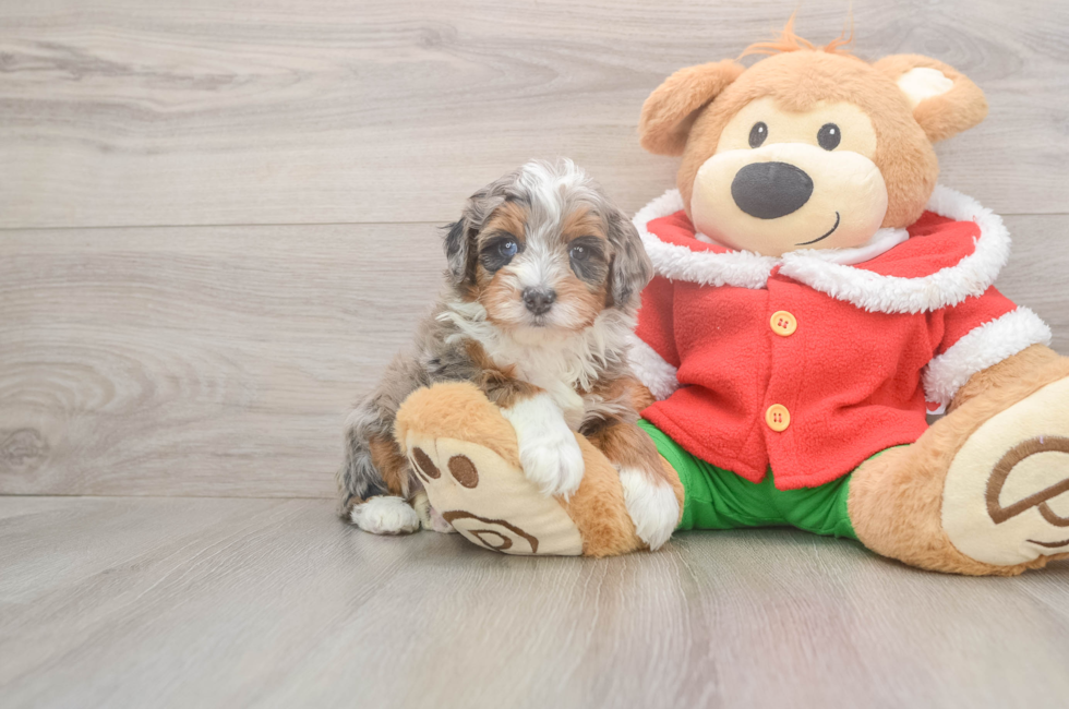 5 week old Mini Bernedoodle Puppy For Sale - Pilesgrove Pups