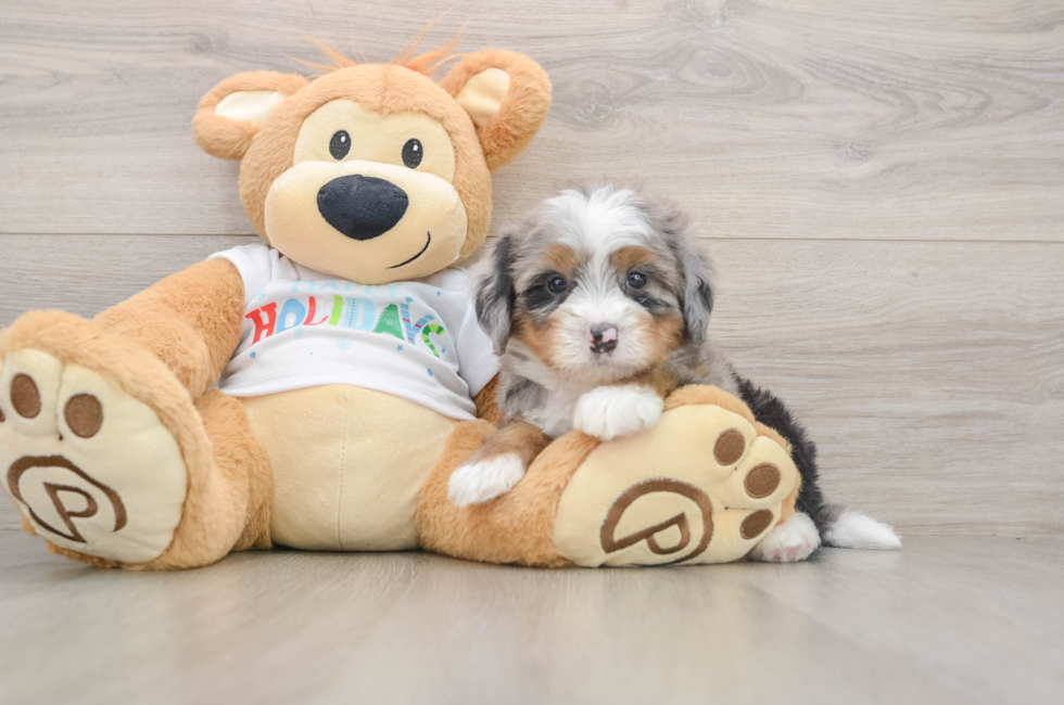 5 week old Mini Bernedoodle Puppy For Sale - Pilesgrove Pups