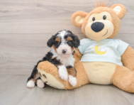 6 week old Mini Bernedoodle Puppy For Sale - Pilesgrove Pups