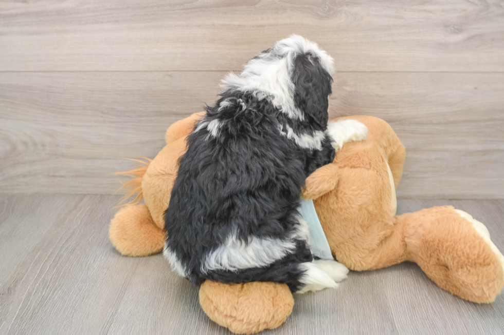 Playful Mini Bernese Poodle Poodle Mix Puppy