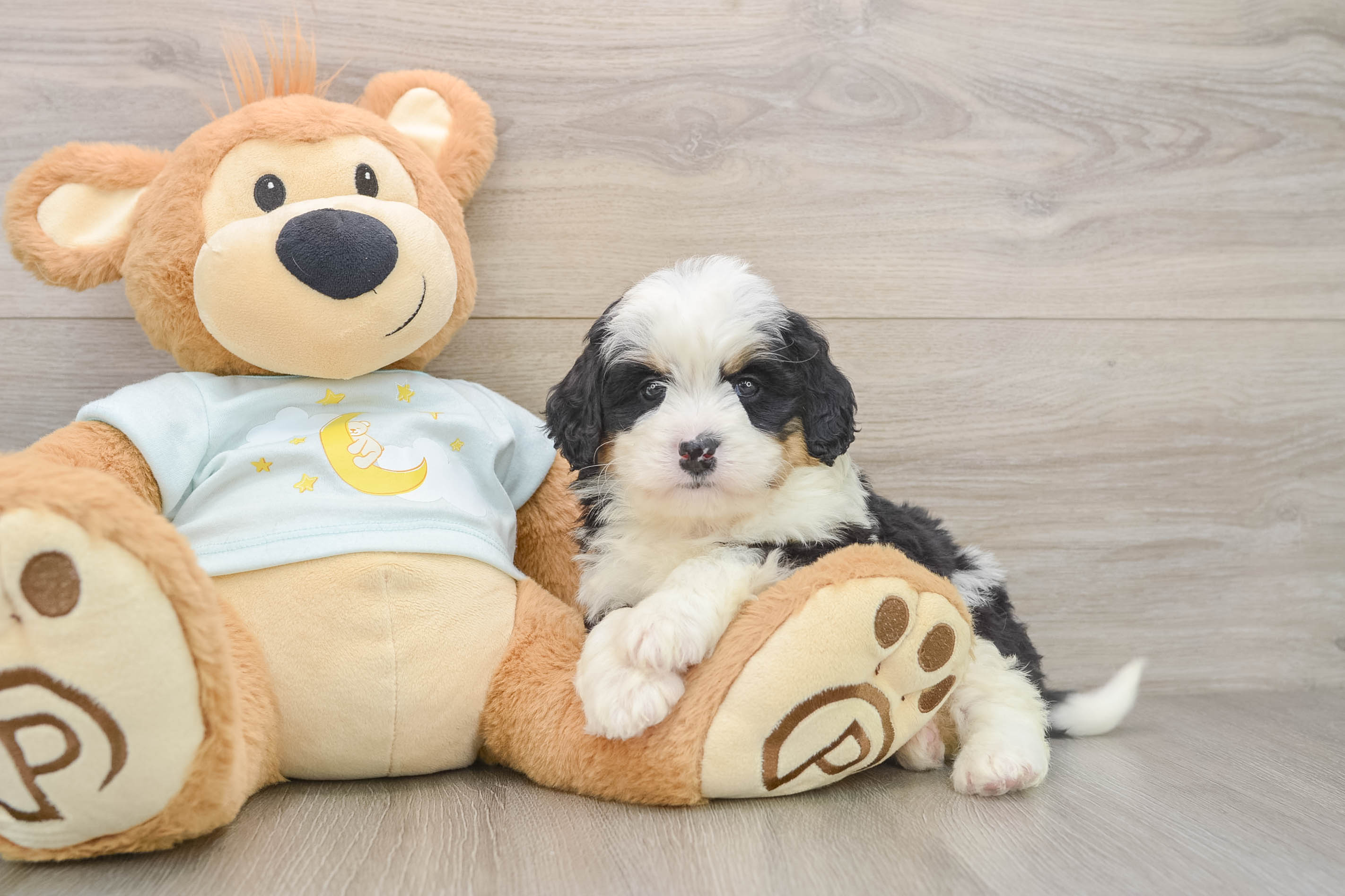 Mini Bernedoodle Puppy for Adoption