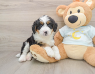 8 week old Mini Bernedoodle Puppy For Sale - Pilesgrove Pups