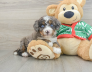 5 week old Mini Bernedoodle Puppy For Sale - Pilesgrove Pups