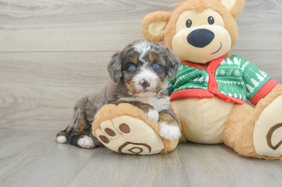 5 week old Mini Bernedoodle Puppy For Sale - Pilesgrove Pups