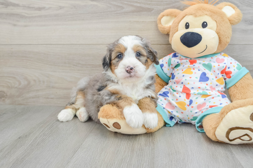 6 week old Mini Bernedoodle Puppy For Sale - Pilesgrove Pups