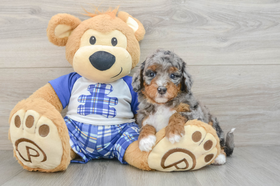 5 week old Mini Bernedoodle Puppy For Sale - Pilesgrove Pups