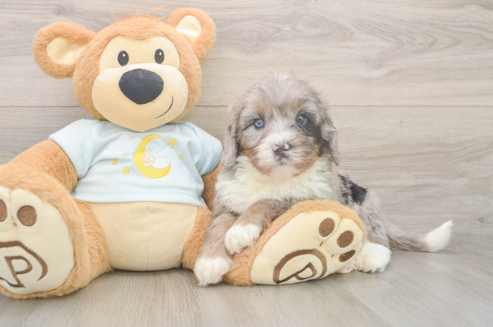 5 week old Mini Bernedoodle Puppy For Sale - Pilesgrove Pups