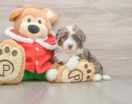 5 week old Mini Bernedoodle Puppy For Sale - Pilesgrove Pups