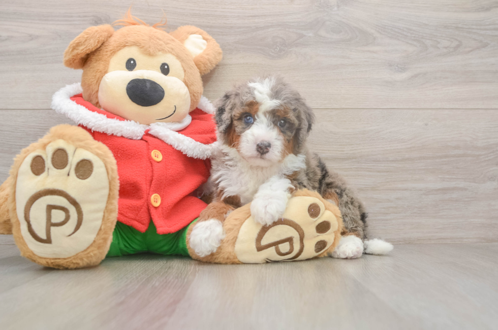 5 week old Mini Bernedoodle Puppy For Sale - Pilesgrove Pups