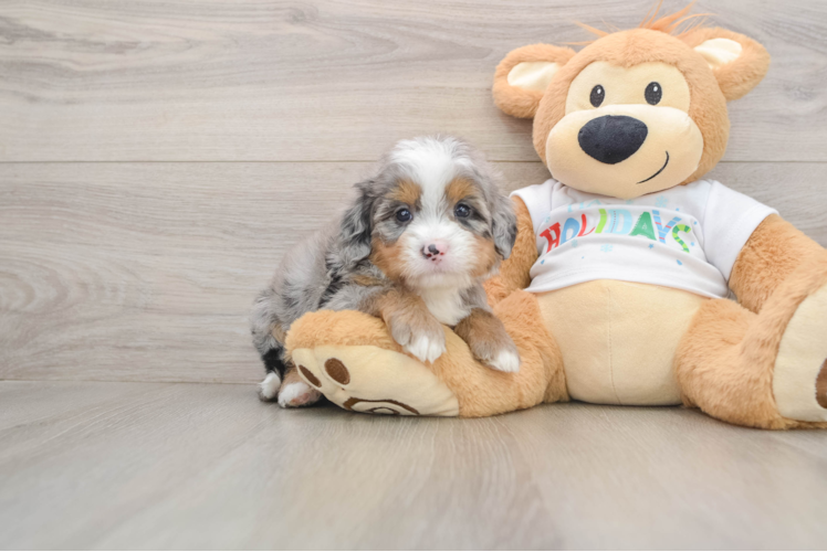 Popular Mini Bernedoodle Poodle Mix Pup