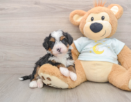 5 week old Mini Bernedoodle Puppy For Sale - Pilesgrove Pups