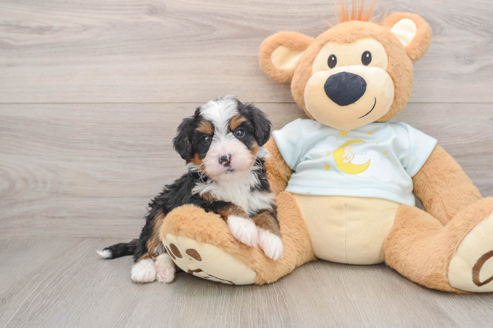 Little Bernadoodle Poodle Mix Puppy