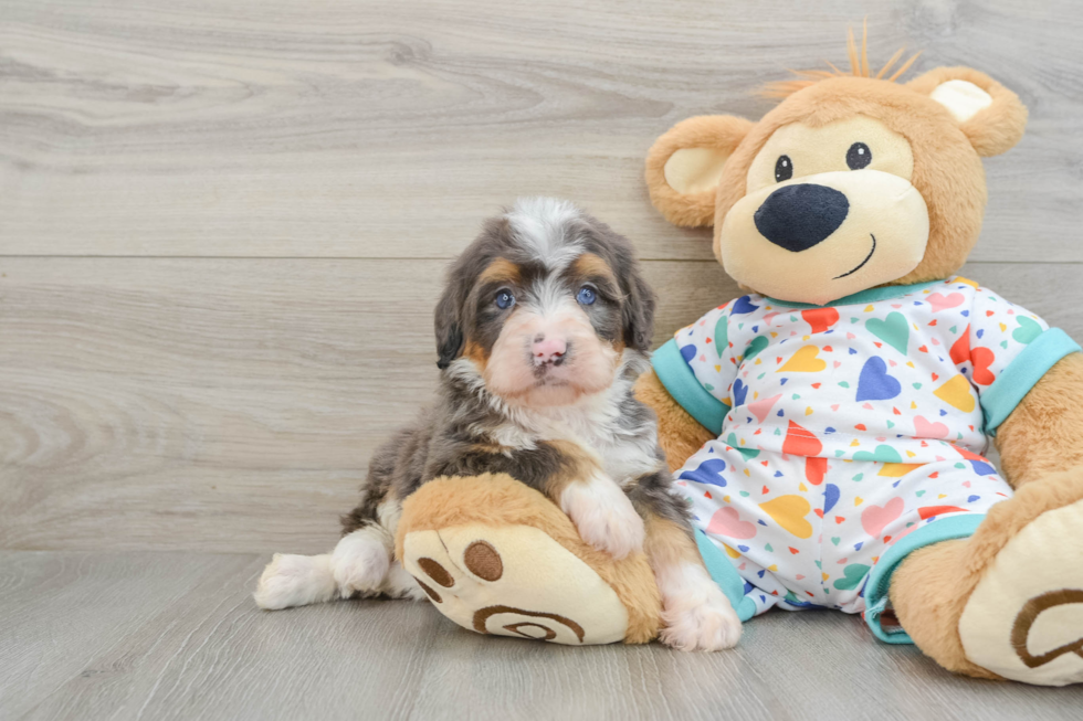 Playful Mini Bernepoo Poodle Mix Puppy