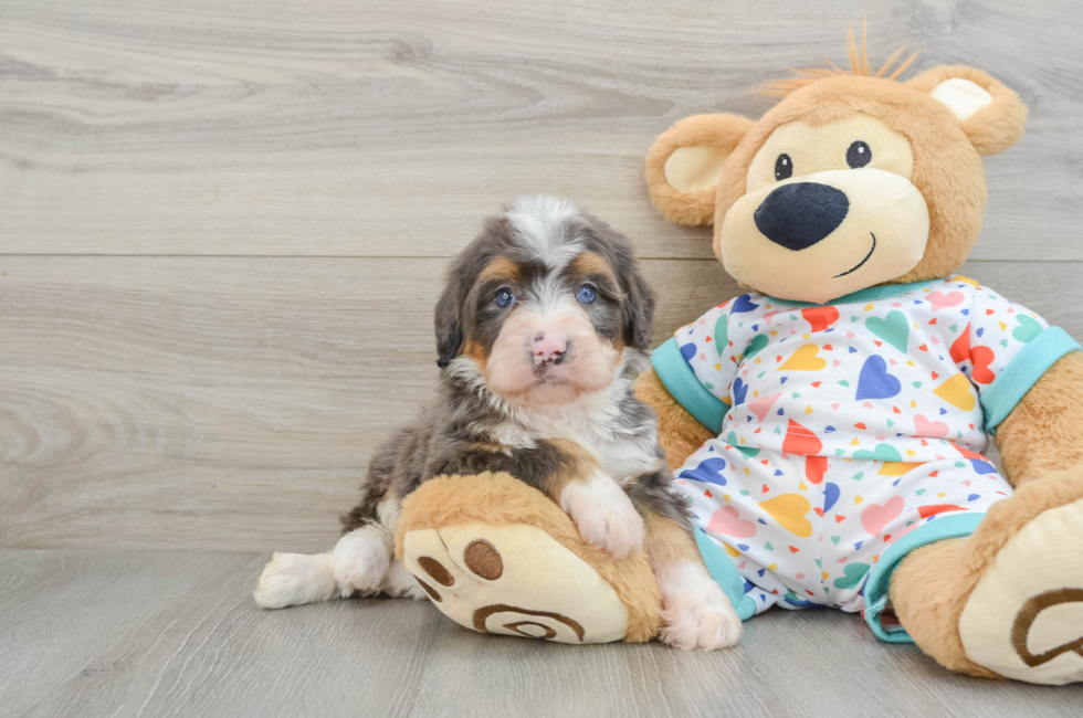 6 week old Mini Bernedoodle Puppy For Sale - Pilesgrove Pups