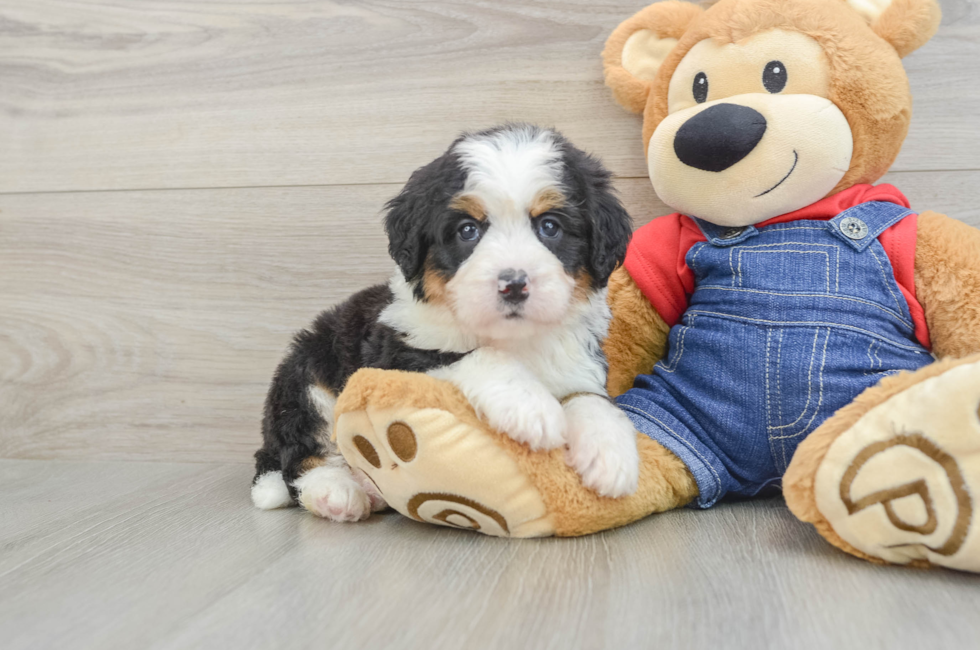 5 week old Mini Bernedoodle Puppy For Sale - Pilesgrove Pups
