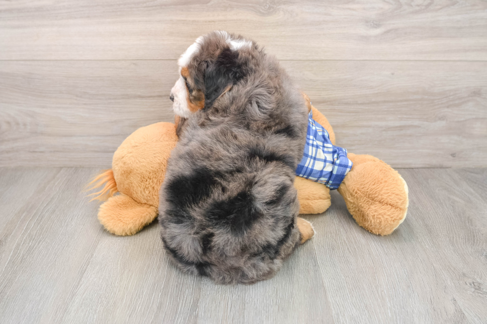 Small Mini Bernedoodle Baby