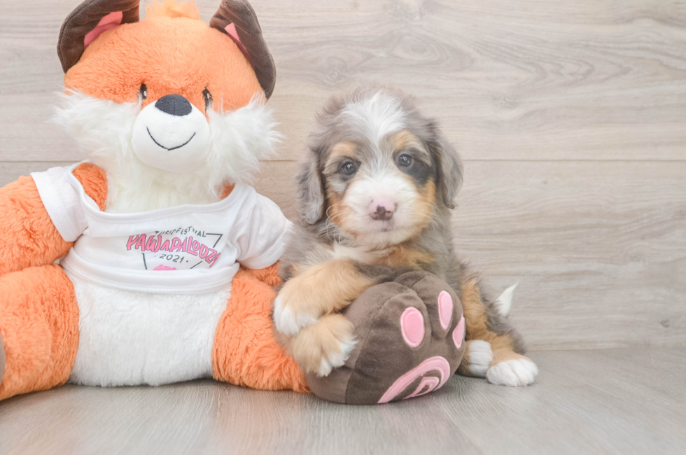 5 week old Mini Bernedoodle Puppy For Sale - Pilesgrove Pups