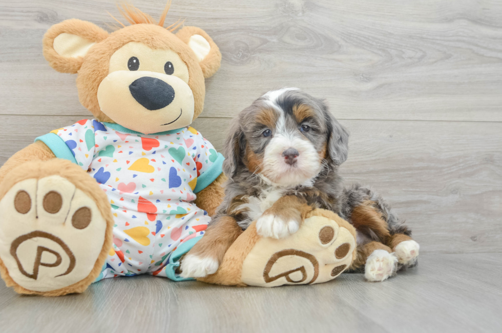 6 week old Mini Bernedoodle Puppy For Sale - Pilesgrove Pups
