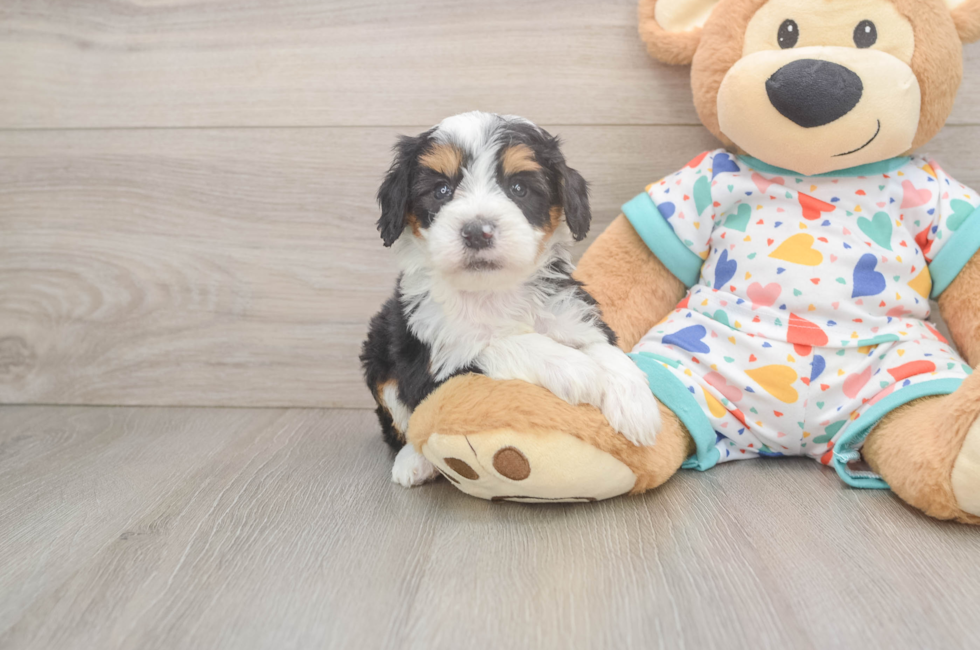 5 week old Mini Bernedoodle Puppy For Sale - Pilesgrove Pups