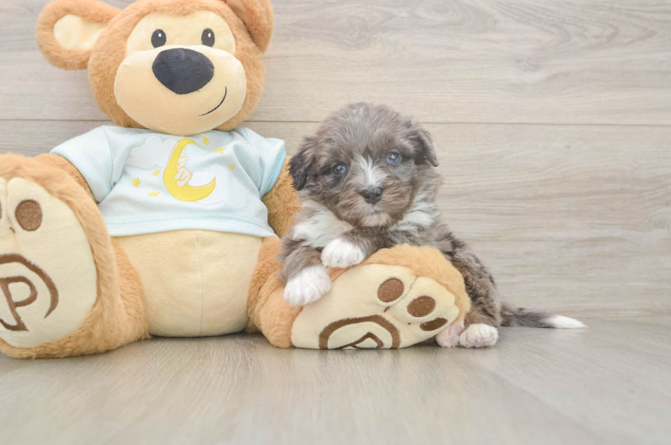 6 week old Mini Bernedoodle Puppy For Sale - Pilesgrove Pups