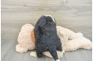 Best Mini Bernedoodle Baby