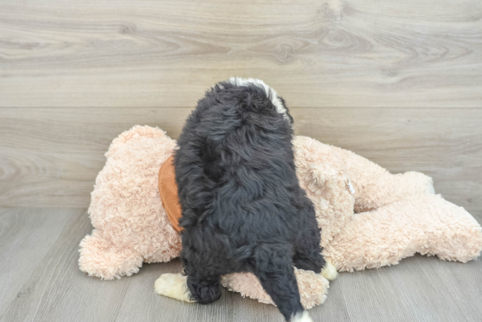 Best Mini Bernedoodle Baby