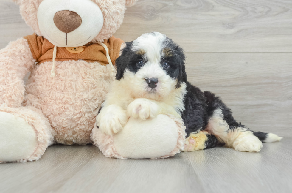 6 week old Mini Bernedoodle Puppy For Sale - Pilesgrove Pups