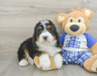 5 week old Mini Bernedoodle Puppy For Sale - Pilesgrove Pups