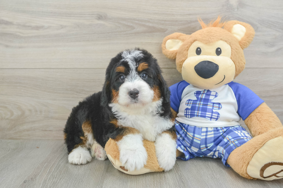 5 week old Mini Bernedoodle Puppy For Sale - Pilesgrove Pups