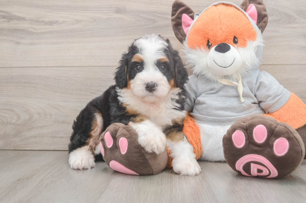 5 week old Mini Bernedoodle Puppy For Sale - Pilesgrove Pups