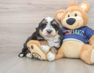 7 week old Mini Bernedoodle Puppy For Sale - Pilesgrove Pups