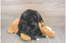 Small Mini Bernedoodle Baby
